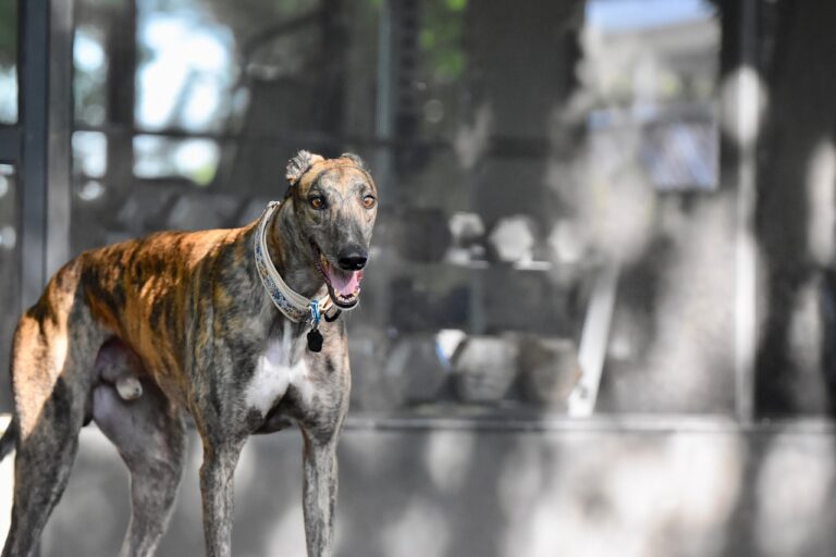 Unleashing the Thrills of Greyhound Racing with Lotus365